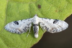 Hvit dvergmåler (Eupithecia centaureata)