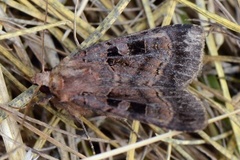 Fiolettbrunt bakkefly (Xestia stigmatica)