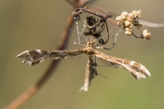 Haukeskjeggfjærmøll (Crombrugghia distans)