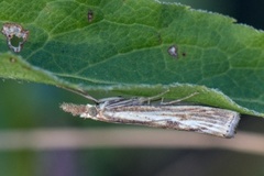 Gul nebbmott (Agriphila inquinatella)