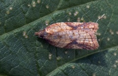 Mjødurtflatvikler (Acleris aspersana)