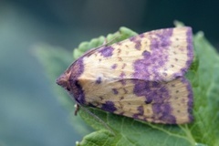 Fiolettbåndet gulfly (Xanthia togata)