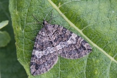 Seljebuskmåler (Hydriomena furcata)