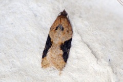 Jordbær-/buskflatvikler (Acleris comariana/laterana)