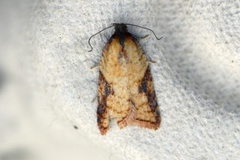 Mjødurtflatvikler (Acleris aspersana)