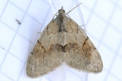 Fjærbarmåler (Pennithera firmata)