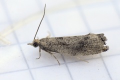 Augustkveldvikler (Epinotia solandriana)