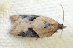 Jordbær-/buskflatvikler (Acleris comariana/laterana)