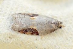 Jordbær-/buskflatvikler (Acleris comariana/laterana)