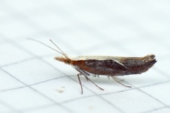 Leddvedsprellemøll (Ypsolopha dentella)