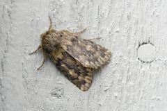 Tempelfly (Dasypolia templi)