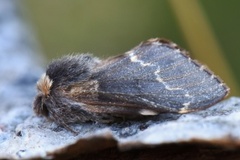 Høstspinner (Poecilocampa populi)