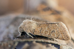 Tverrlinjet seljefly (Orthosia cerasi)