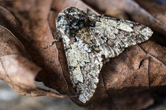 Eikelurvemåler (Biston strataria)