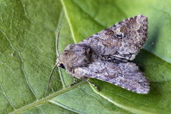 Åkerengfly (Apamea sordens)