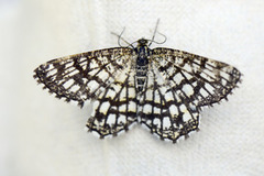 Rutemåler (Chiasmia clathrata)