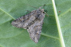 Åkerengfly (Apamea sordens)