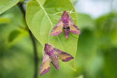 Liten snabelsvermer (Deilephila porcellus)