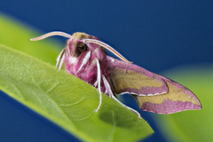 Liten snabelsvermer (Deilephila porcellus)