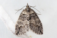 Seljebuskmåler (Hydriomena furcata)