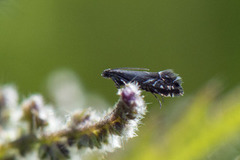 Glyphipterix simpliciella