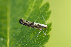 Rognebærmøll (Argyresthia conjugella)