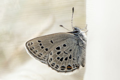 Myrblåvinge (Plebejus optilete)