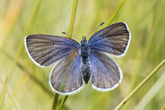 Myrblåvinge (Plebejus optilete)