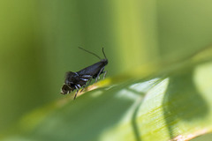 Glyphipterix simpliciella