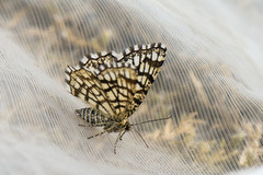 Rutemåler (Chiasmia clathrata)