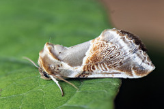 Prakthalvspinner (Habrosyne pyritoides)