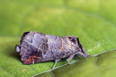 Dvergstjertspinner (Clostera pigra)