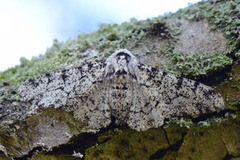 Bjørkelurvemåler (Biston betularia)