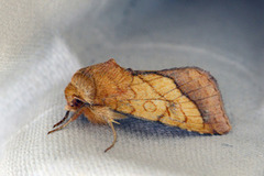 Gullfagerfly (Pyrrhia umbra)