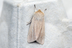 Halmgult gressfly (Mythimna pallens)