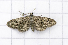 Lyngdvergmåler (Eupithecia nanata)