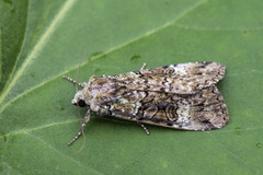 Grønt skogfly (Anaplectoides prasina)