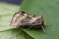 Større båndmetallfly (Diachrysia chrysitis)