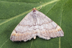 Furubuemåler (Macaria liturata)