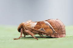 Rød roteter (Triodia sylvina)