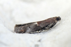 Slåpetornsmalmott (Acrobasis marmorea)