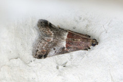 Slåpetornsmalmott (Acrobasis marmorea)