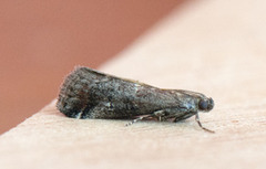 Slåpetornsmalmott (Acrobasis marmorea)