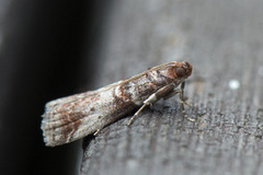 Rognesmalmott (Acrobasis advenella)