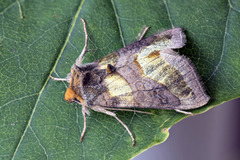 Større båndmetallfly (Diachrysia chrysitis)