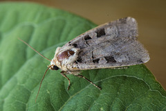 Triangelbakkefly (Xestia triangulum)