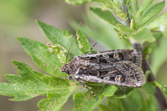 Gråbrunt sandjordfly (Euxoa tritici)