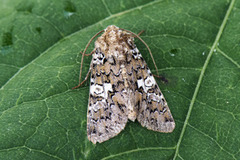 Kystnellikfly (Hadena albimacula)