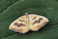 Gullmåler (Camptogramma bilineata)