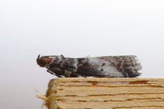 Rognesmalmott (Acrobasis advenella)